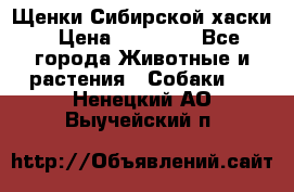 Щенки Сибирской хаски › Цена ­ 18 000 - Все города Животные и растения » Собаки   . Ненецкий АО,Выучейский п.